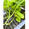 Домашняя продукция личного подсобного хозяйства.